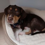 Dogtor Drives
