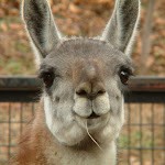 TiredLlama