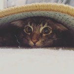 owenxguo